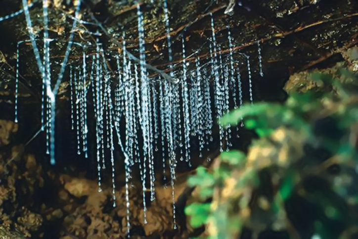 Waitomo Day Trip